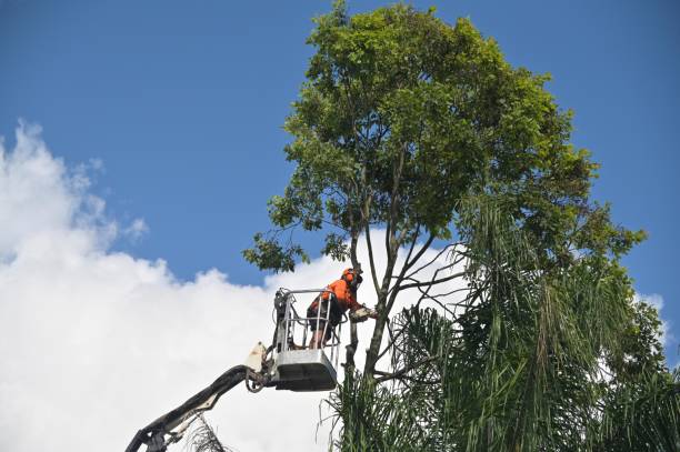  Mansfield, OH Tree Care Pros