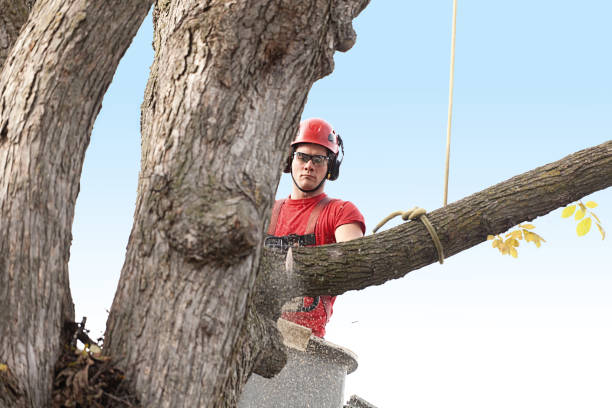 Best Seasonal Cleanup (Spring/Fall)  in Mansfield, OH